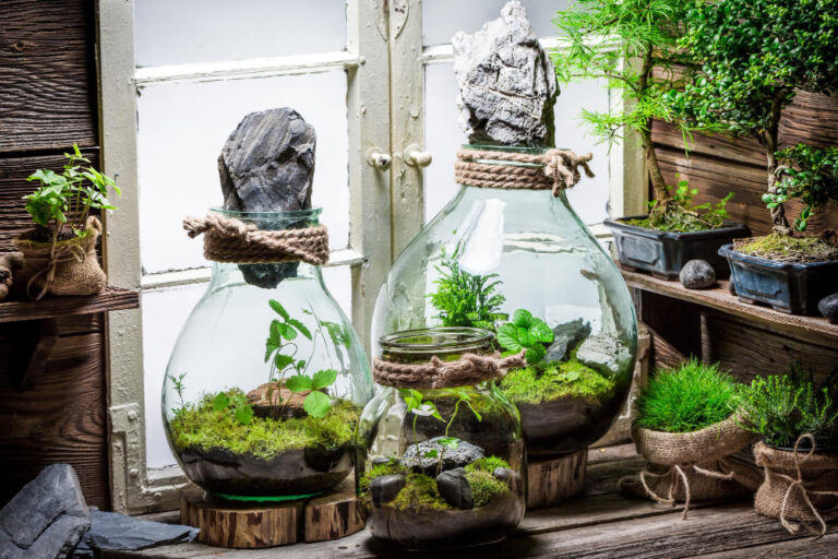 Construcción de terrarios las nuevas joyas vegetales en las viviendas