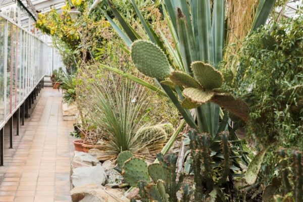 Diseñar jardines mediterráneos requiere asesoramiento, vivero adecuado y especies bien seleccionadas